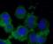 Brain Derived Neurotrophic Factor antibody, FNab00859, FineTest, Immunofluorescence image 