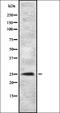 Myogenin antibody, orb337153, Biorbyt, Western Blot image 