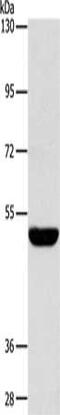 Serine palmitoyltransferase 1 antibody, CSB-PA910014, Cusabio, Western Blot image 
