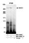 HECT And RLD Domain Containing E3 Ubiquitin Protein Ligase Family Member 1 antibody, NBP1-05969, Novus Biologicals, Western Blot image 