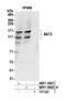 Large proline-rich protein BAG6 antibody, NBP1-18927, Novus Biologicals, Western Blot image 