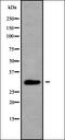 Gon-4 Like antibody, orb338333, Biorbyt, Western Blot image 