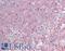 Microtubule Crosslinking Factor 1 antibody, LS-B9786, Lifespan Biosciences, Immunohistochemistry frozen image 