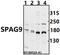 Sperm Associated Antigen 9 antibody, A02751, Boster Biological Technology, Western Blot image 