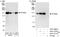 Ataxin 2 Like antibody, A301-371A, Bethyl Labs, Western Blot image 
