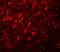 NLR Family Pyrin Domain Containing 10 antibody, A08124, Boster Biological Technology, Immunofluorescence image 