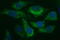 HAUS Augmin Like Complex Subunit 7 antibody, M12338, Boster Biological Technology, Immunofluorescence image 