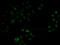 2'-5'-Oligoadenylate Synthetase 1 antibody, MBS129033, MyBioSource, Immunofluorescence image 