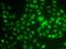 Low Density Lipoprotein Receptor Adaptor Protein 1 antibody, orb247798, Biorbyt, Immunofluorescence image 
