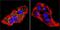 PRL-R antibody, GTX22772, GeneTex, Immunocytochemistry image 