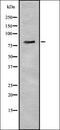Engulfment And Cell Motility 1 antibody, orb337335, Biorbyt, Western Blot image 