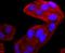 Nucleolysin TIA-1 isoform p40 antibody, NBP2-67203, Novus Biologicals, Immunofluorescence image 