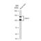 Cadherin 13 antibody, GTX02852, GeneTex, Western Blot image 
