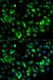 Glycyl-TRNA Synthetase antibody, orb167341, Biorbyt, Immunofluorescence image 