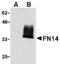 TNF Receptor Superfamily Member 12A antibody, TA306358, Origene, Western Blot image 