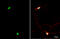 Nuclear Factor I X antibody, GTX118630, GeneTex, Immunofluorescence image 