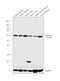 Cytochrome P450 Family 24 Subfamily A Member 1 antibody, PA5-21704, Invitrogen Antibodies, Western Blot image 