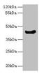 Alpha-mannosidase 2C1 antibody, LS-C369116, Lifespan Biosciences, Western Blot image 