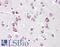 Neurogenin 2 antibody, LS-B8883, Lifespan Biosciences, Immunohistochemistry frozen image 