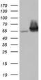 Pyruvate Kinase M1/2 antibody, TA190267, Origene, Western Blot image 