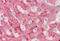 60S ribosomal protein L23 antibody, MBS248880, MyBioSource, Immunohistochemistry frozen image 