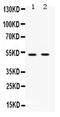 Ubiquitin Like Modifier Activating Enzyme 3 antibody, PA5-80200, Invitrogen Antibodies, Western Blot image 