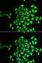 Gastrin Releasing Peptide antibody, orb247404, Biorbyt, Immunofluorescence image 