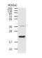 hAG-2 antibody, TA322501, Origene, Western Blot image 