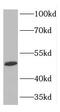 Phenylalanyl-tRNA synthetase, mitochondrial antibody, FNab03013, FineTest, Western Blot image 