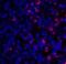 CD28 antibody, 8683, ProSci, Immunofluorescence image 