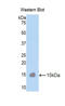 Cubilin antibody, LS-C374464, Lifespan Biosciences, Western Blot image 