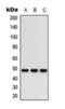 Complement C5a Receptor 1 antibody, orb393229, Biorbyt, Western Blot image 