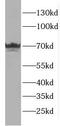 Embigin antibody, FNab02751, FineTest, Western Blot image 