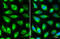 Calnexin antibody, GTX109669, GeneTex, Immunofluorescence image 