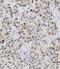Cbl Proto-Oncogene Like 1 antibody, FNab01320, FineTest, Immunohistochemistry paraffin image 