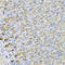 Lactate Dehydrogenase B antibody, LS-C349319, Lifespan Biosciences, Immunohistochemistry paraffin image 