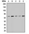 WD Repeat Domain 1 antibody, orb411928, Biorbyt, Western Blot image 