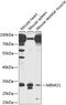 Protein MEMO1 antibody, GTX65986, GeneTex, Western Blot image 