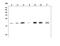 Dual specificity protein phosphatase 3 antibody, A06135, Boster Biological Technology, Western Blot image 