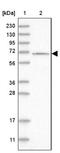 Relaxin Family Peptide Receptor 1 antibody, NBP1-89585, Novus Biologicals, Western Blot image 
