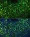 CD40 Molecule antibody, 13-083, ProSci, Immunofluorescence image 