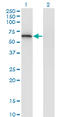 Eukaryotic Translation Initiation Factor 2D antibody, LS-C197112, Lifespan Biosciences, Western Blot image 