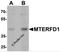 Mitochondrial Transcription Termination Factor 3 antibody, 7281, ProSci Inc, Western Blot image 