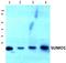 Small Ubiquitin Like Modifier 1 antibody, AP06463PU-N, Origene, Western Blot image 