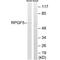 Rap guanine nucleotide exchange factor 5 antibody, PA5-50106, Invitrogen Antibodies, Western Blot image 