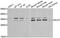 ETS-related transcription factor Elf-5 antibody, PA5-77158, Invitrogen Antibodies, Western Blot image 