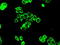 Protein Phosphatase 5 Catalytic Subunit antibody, LS-C114682, Lifespan Biosciences, Immunofluorescence image 