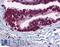 Cell division cycle protein 16 homolog antibody, LS-B337, Lifespan Biosciences, Immunohistochemistry paraffin image 