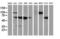 Non-Homologous End Joining Factor 1 antibody, LS-C785280, Lifespan Biosciences, Western Blot image 