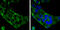 Complement C9 antibody, GTX110161, GeneTex, Immunocytochemistry image 